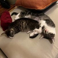 Caramel & Cookie🤎, Katze zur Adoption