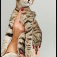 Timo & Tilda suchen ein Zuhause🤎, Kater zur Adoption