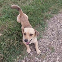 💙Bino💙 sucht seine Menschen, Hund zur Adoption