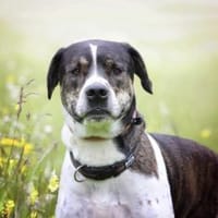 Felix sucht ein Zuhause, Hund zur Adoption
