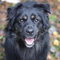 Milow sucht ein Zuhause, Hund zur Adoption