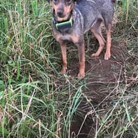 Herzenshund Dana, Hündin zur Adoption