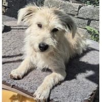 Elva - wartet in 96160 Geiselwind, Hündin zur Adoption