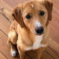 Livi sucht ihr Forever Home., Hündin zur Adoption