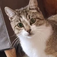 Nova, Katze zur Adoption