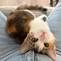 Unsere entzückende Lilo, Katze zur Adoption