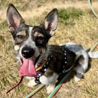 Nari, suczka do adopcji