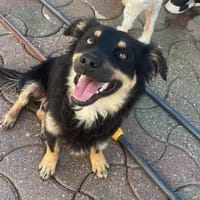 JOSCHI - fröhliches, liebes Kerlchen, Hund zur Adoption