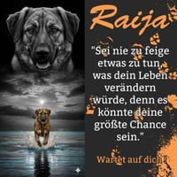 Die liebe 💕Raija 💕sucht ihre Menschen, Hündin zur Adoption