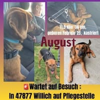 💙August💙 sucht seine Menschen, Hund zur Adoption