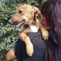 Saruta 35 cm (Aug 25) Pflegestelle, Hündin zur Adoption