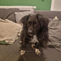 Tino, kleiner Herzensbrecher sucht Dich, Hund zur Adoption