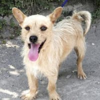 Friedrich ist ein Gute-Laune-Paket!, Hund zur Adoption