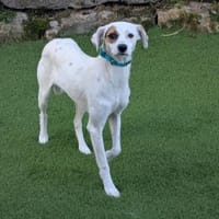 Süsse Pünktchen sucht ihr zu Hause, Hündin zur Adoption