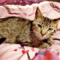 MADEM KIPLING, chatte à adopter