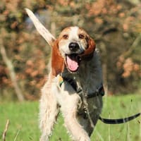 Stranger ( Réservé), chien à adopter