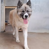 Perle, chienne à adopter
