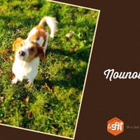 NOUNOURS (Réservée), chienne à adopter