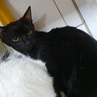 PUCE (réservée), chatte à adopter