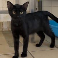 ASKA, chatte à adopter