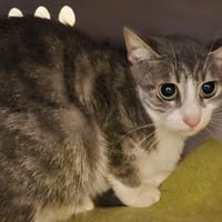 MIA, chatte à adopter