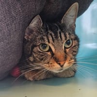 MARGOTTE, chatte à adopter