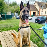 YUPA, chien à adopter