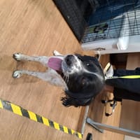CHARLY, chien à adopter