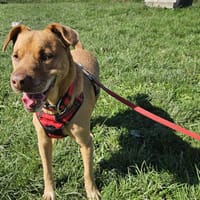Mila, chienne à adopter