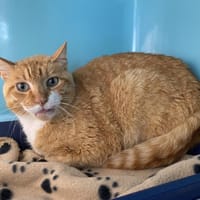 CALIN, chat à adopter