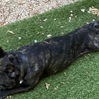 PABLO, chien à adopter