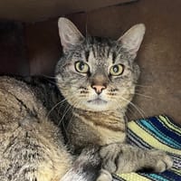 GUSTO, chat à adopter