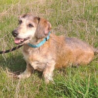 FLAPI, chien à adopter