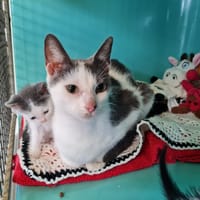ALESSIA, chatte à adopter