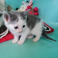 AMIR, chat à adopter