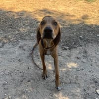Rocky, chien à adopter