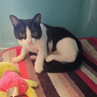 ARIELLE, chatte à adopter