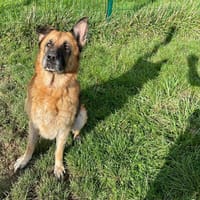 KIRA, chienne à adopter