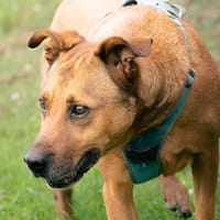 VICKY, chienne à adopter