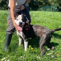 MARYSE, chienne à adopter