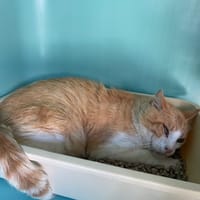 OUPS, chat à adopter