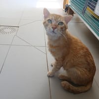 FABRICE (réservé), chat à adopter