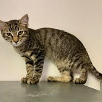 Cléa, chatte à adopter