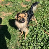 FILOU   (reserve), chien à adopter