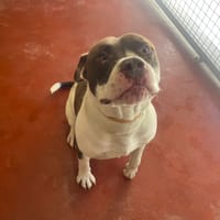 leo paa23020, chien à adopter