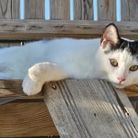 Havane, chat à adopter