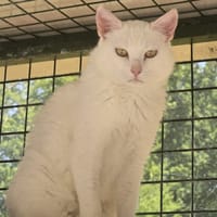 Nénou, chatte à adopter