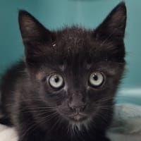 marius, chat à adopter