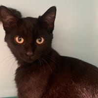 MEXICO, chat à adopter