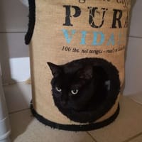 Neko, chat à adopter